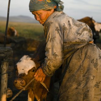 Mongolian Woman with Calf