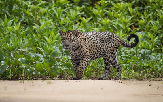 Pantanal