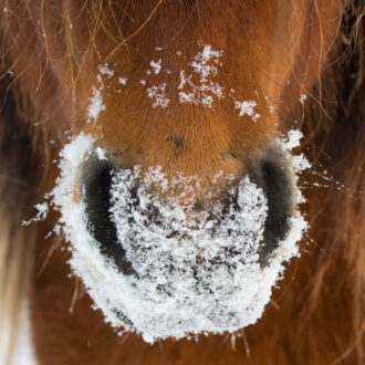 Snowy,Horse,Muzzle
