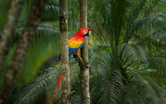 Costa Rica
