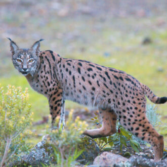 Iberian,Lynx,,(lynx,Pardinus),,Watching,,Sierra,Morena,,Andalucia,,Spain.