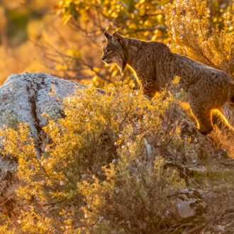 Female,Iberian,Lynx,(lynx,Pardinus),Named,Datura,Standing,Over,A