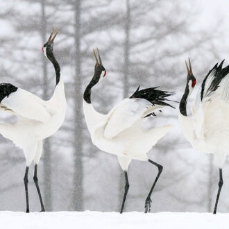 4-slide-japan-cranes-courting-winter-pano_rJPG