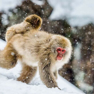 5-slide-winter-monkey-japan-female-baby-snow-pano