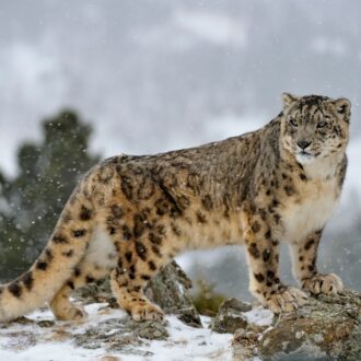 Snow leopard, Panthera uncia or Uncia uncia, Bozeman, Montana, USA