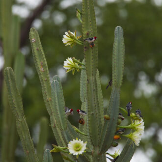 pixel_expedicoes_caatinga_araras_azuis_de_lear6