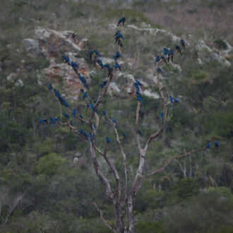 pixel_expedicoes_caatinga_araras_azuis_de_lear60