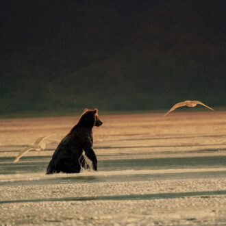 Brown Bear Lake Clark National Park Alaska