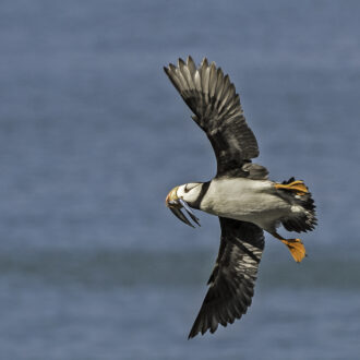 Horned Puffin, from Duck Island, Lake Clark National Park, Alaska, feeding on fish carried in their bill to the nest site.