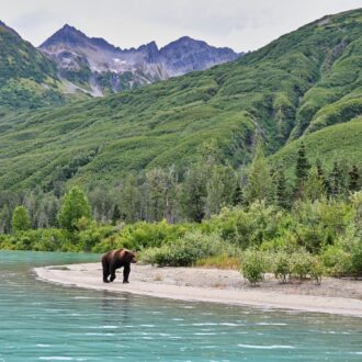 Alaskan Brown Bear (Ursus horribilis) in Lake Clark National Park Alaska