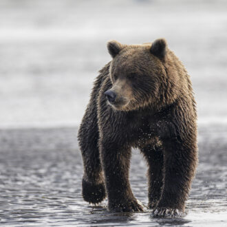 Coastal brown bear, USA, Alaska, Lake Clark National Park